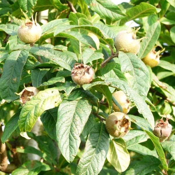 Mispelboom