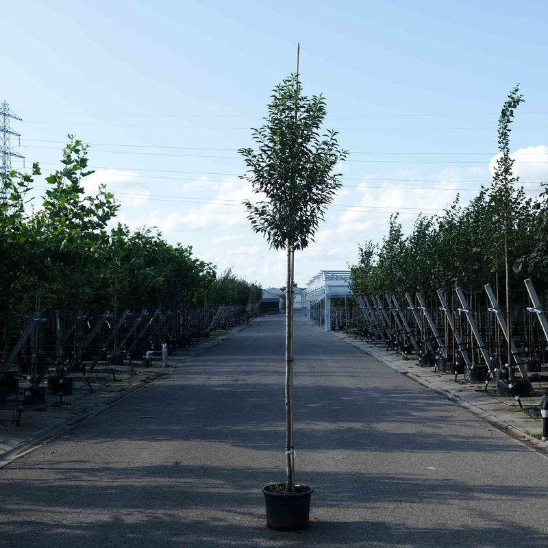 Groenblijvende boom