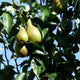 Perenboom kopen