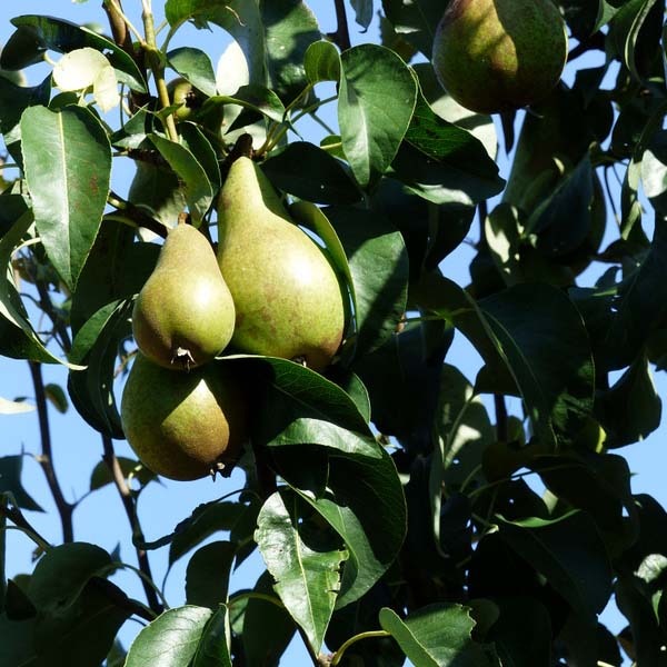 Perenboom kopen