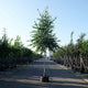 Berkenboom kopen