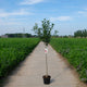 Sierappel Red Sentinel op stam