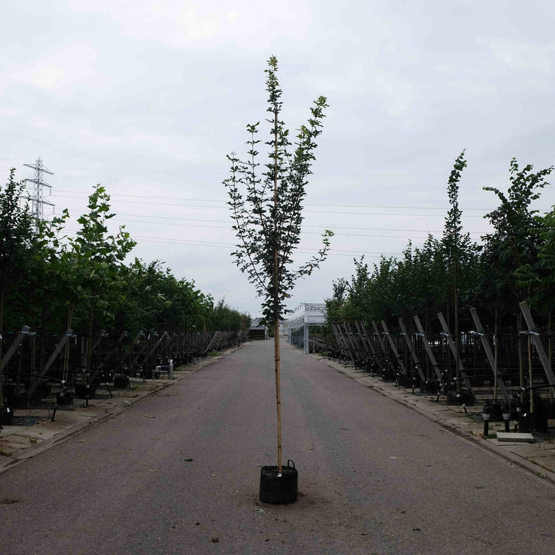Veldesdoorn (Acer c. Huibers Elegant) kopen
