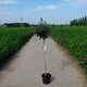 Viburnum op stam