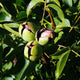 Notenboom