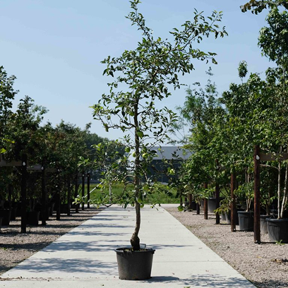 Fruitbomen