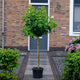 Kleine boom op stam