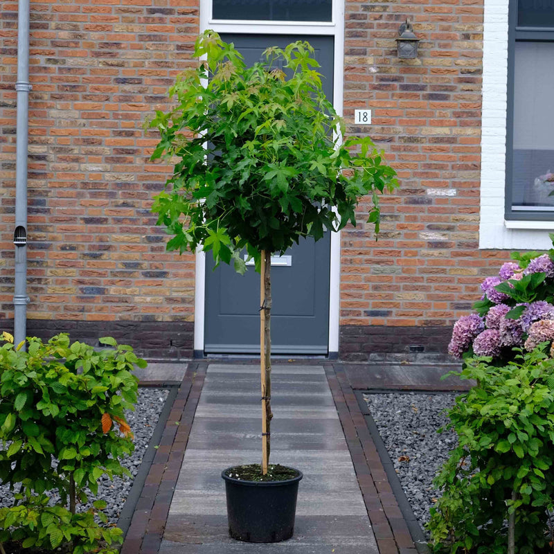 Kleine boom op stam