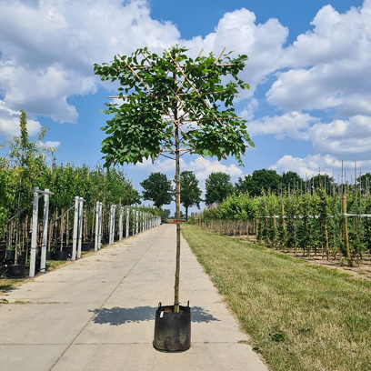 Leibomen