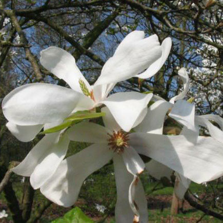 Magnolia