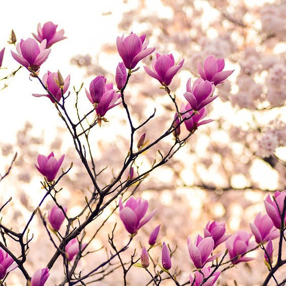 Magnolia