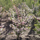 Meerstammige sierappel sierboom