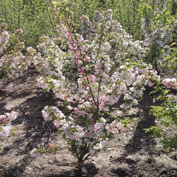 Meerstammige sierappel sierboom