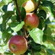 Appelboom kopen