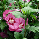 Hibiscus kopen