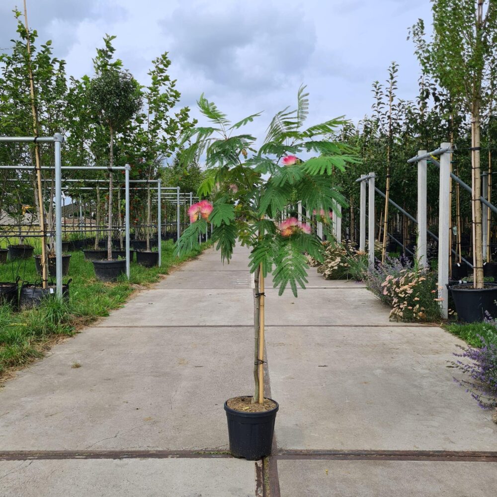 Perzische slaapboom
