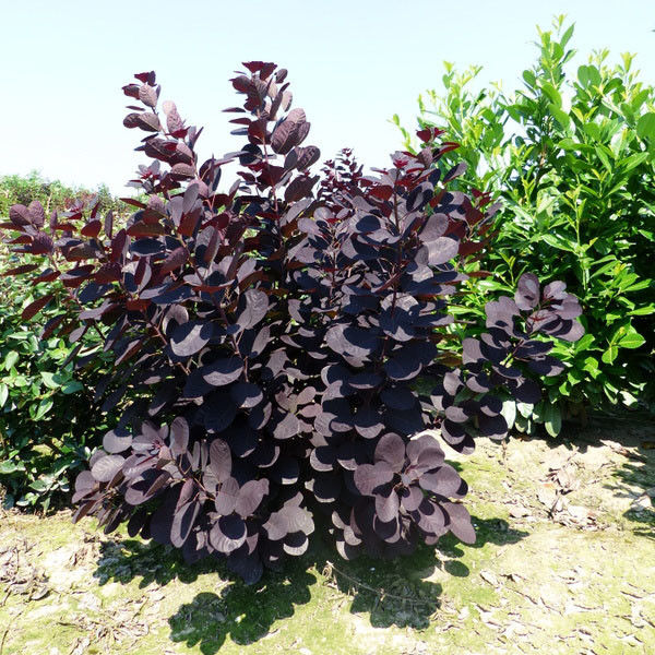 Pruikenboom (Cotinus coggygria Royal Purple)