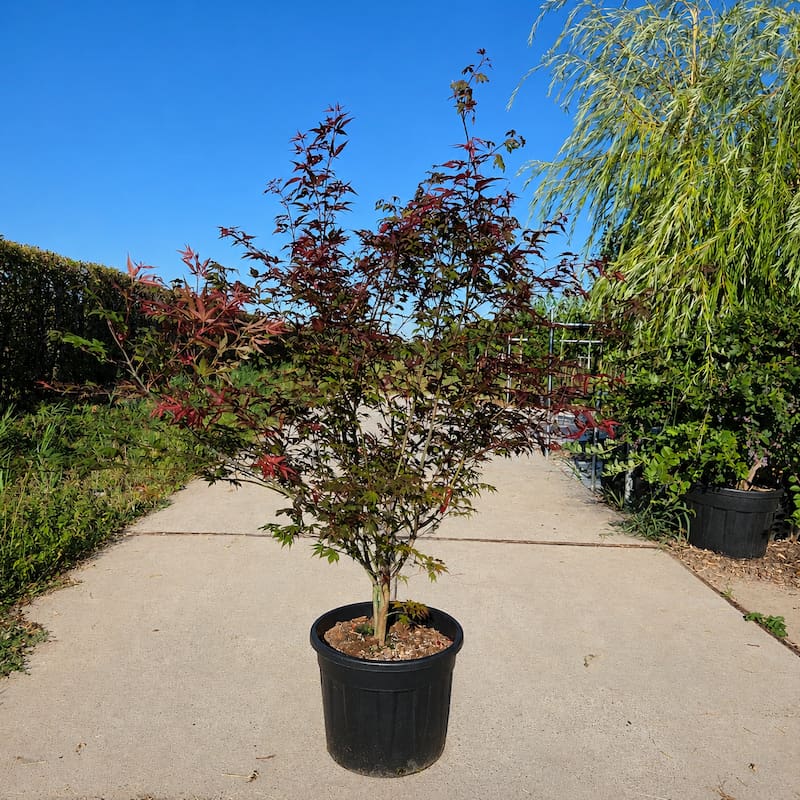 Japanse esdoorn Acer Atropurpureum