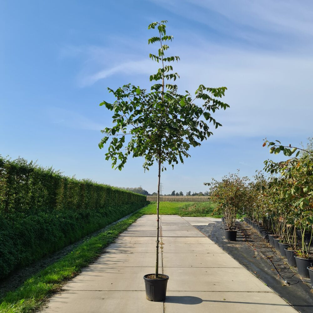 Bijenboom