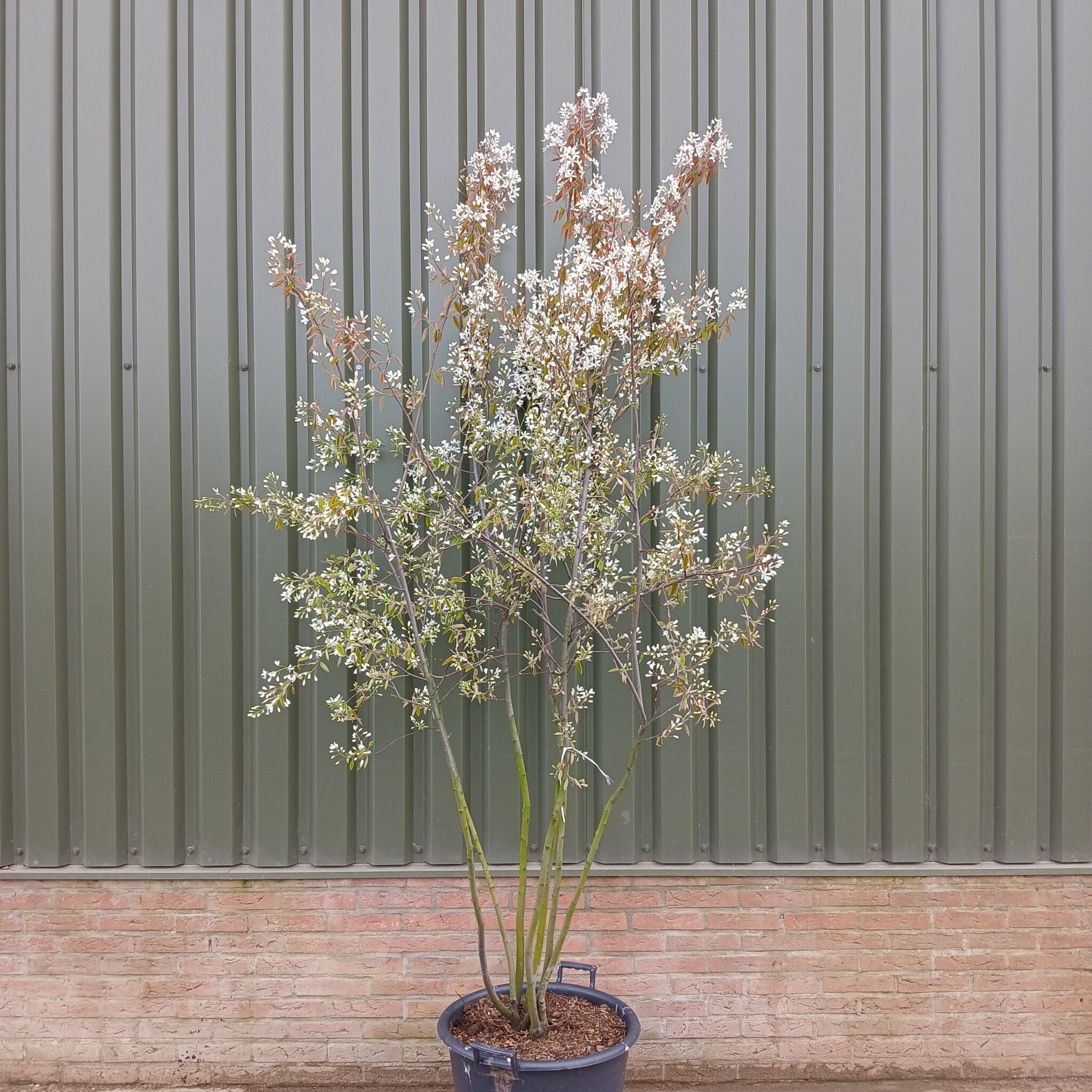 Meerstammige krentenboom (Amelanchier lamarckii)