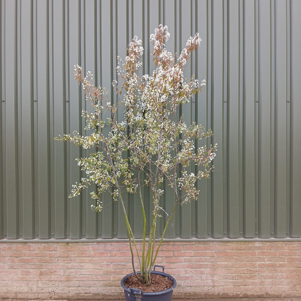 Meerstammige krentenboom (Amelanchier lamarckii)