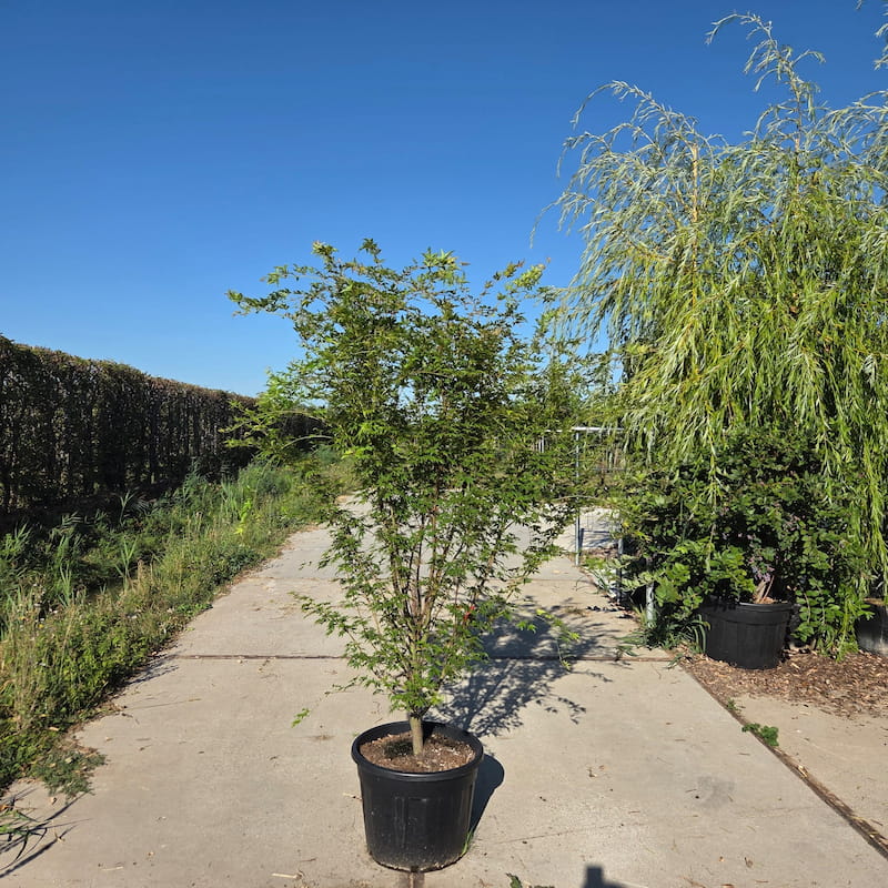 Acer sangukaku Japanse esdoorn