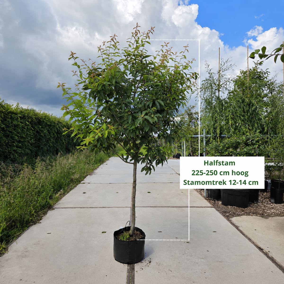 Volwassen mispelboom Bredase Reus 6-8 jaar