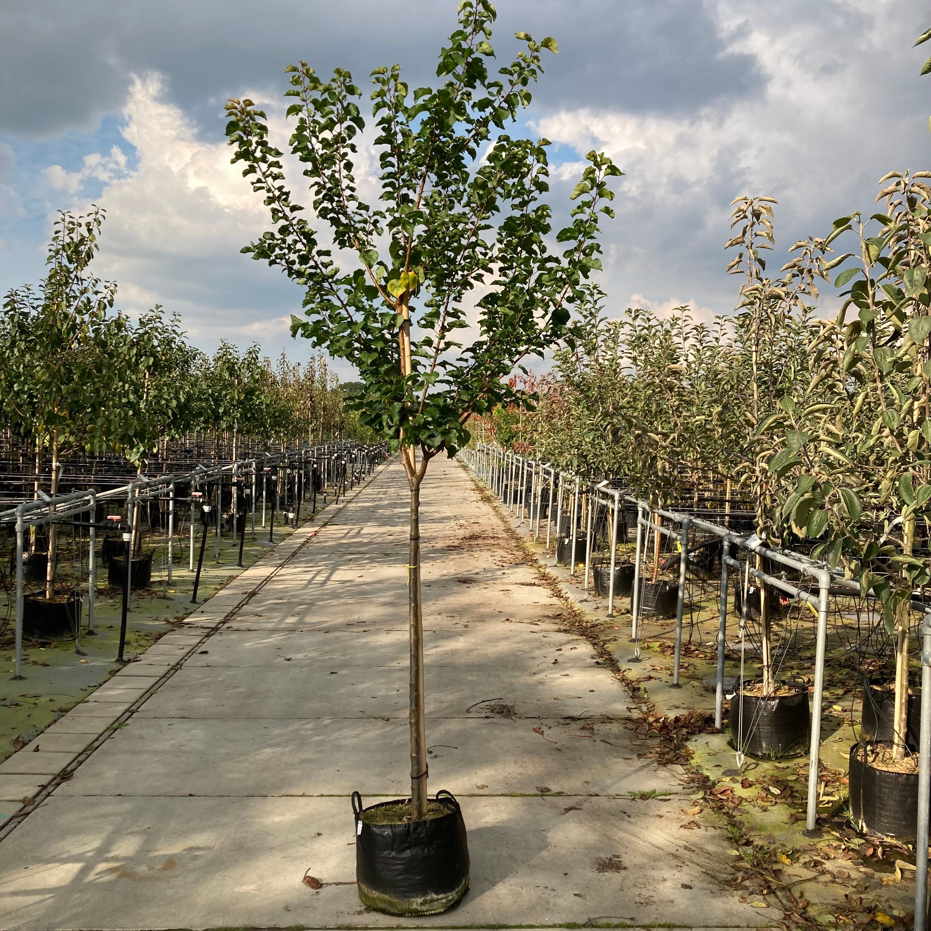 Abrikozenboom (Prunus Tros Oranje)
