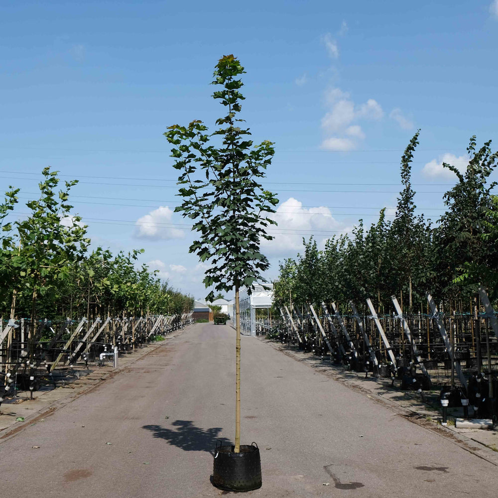 Noorse esdoorn (Acer platanoides Columnare)