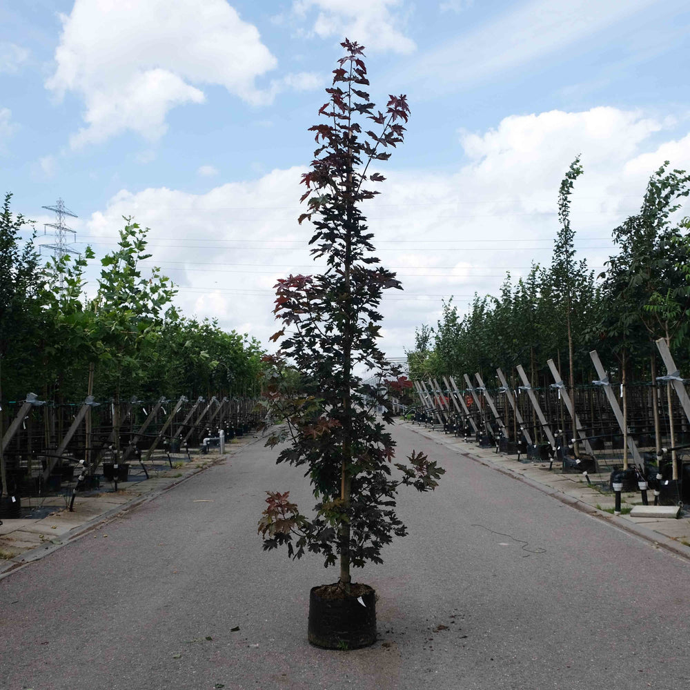 Noorse esdoorn (Acer platanoides Crimson Sentry) zuilboom