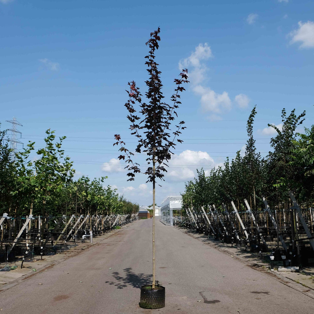 Noorse esdoorn (Acer platanoides Royal Red)
