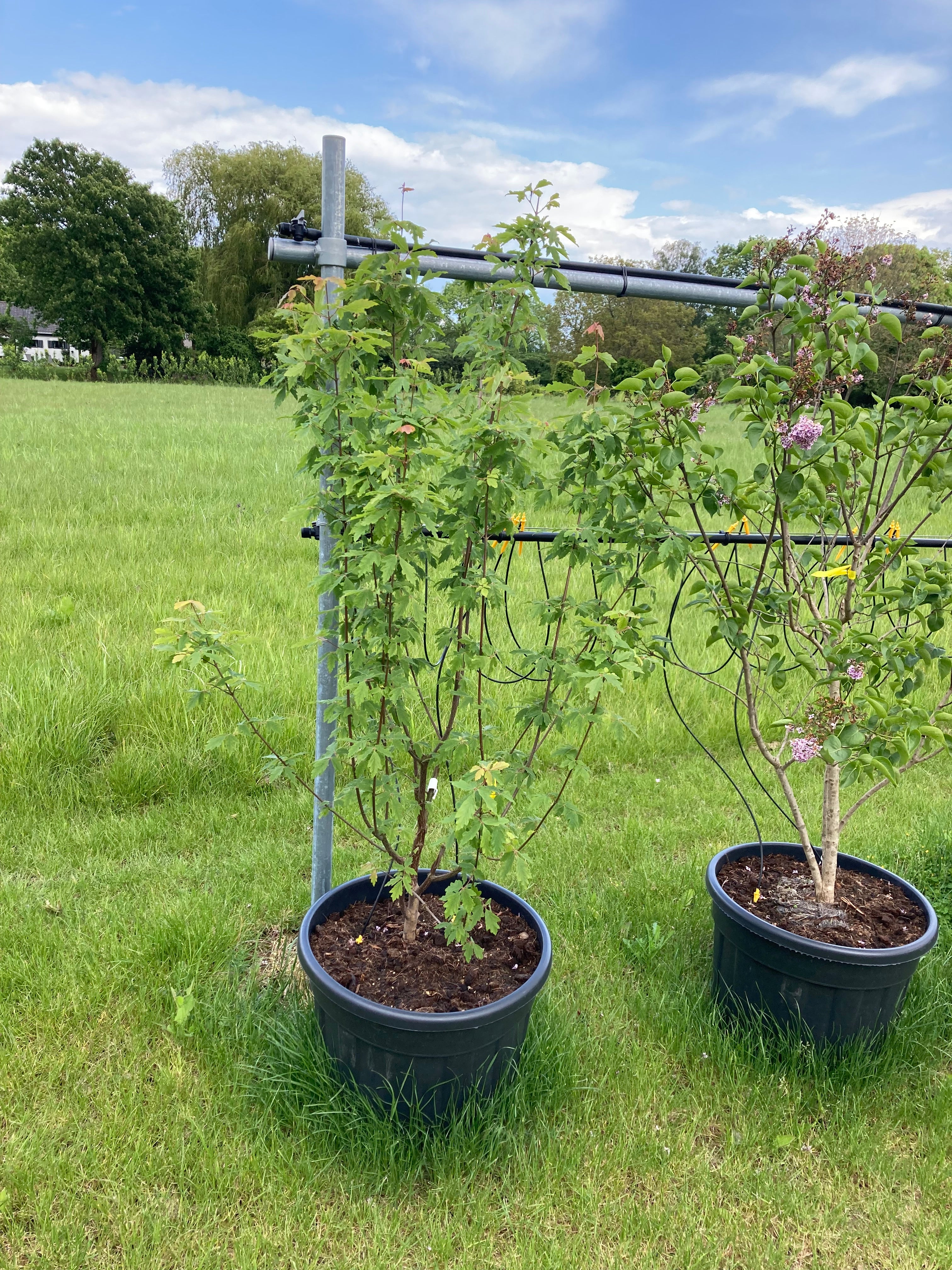 Acer griseum meerstammig