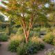 Acer griseum volwassen boom met karakteristieke roodbruine papieren bast
