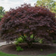 Acer palmatum 'Skeeter’s Broom' compacte Japanse esdoorn met roodbruine bladeren
