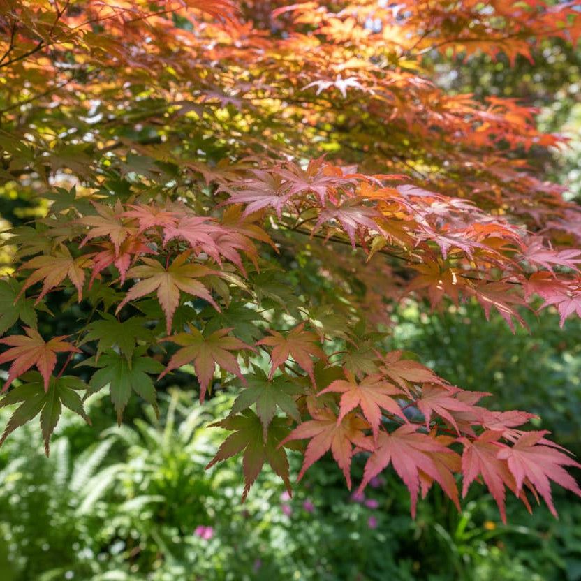 Japanse esdoorn Acer palmatum 'Sango Kaku'