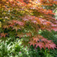 Japanse esdoorn Acer palmatum 'Sango Kaku'