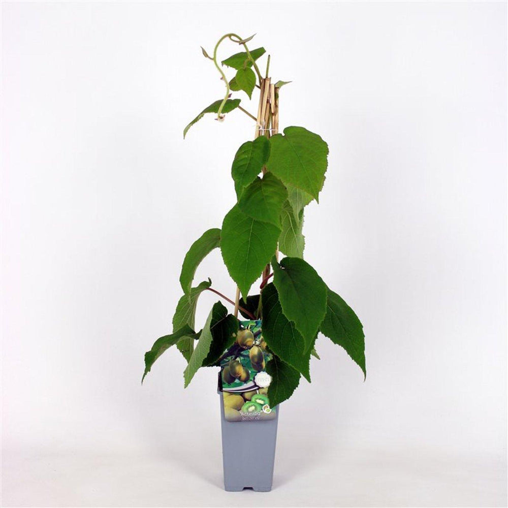 Kiwiplant Jenny– Zelfbestuivende kiwi
