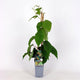 Kiwiplant Jenny– Zelfbestuivende kiwi