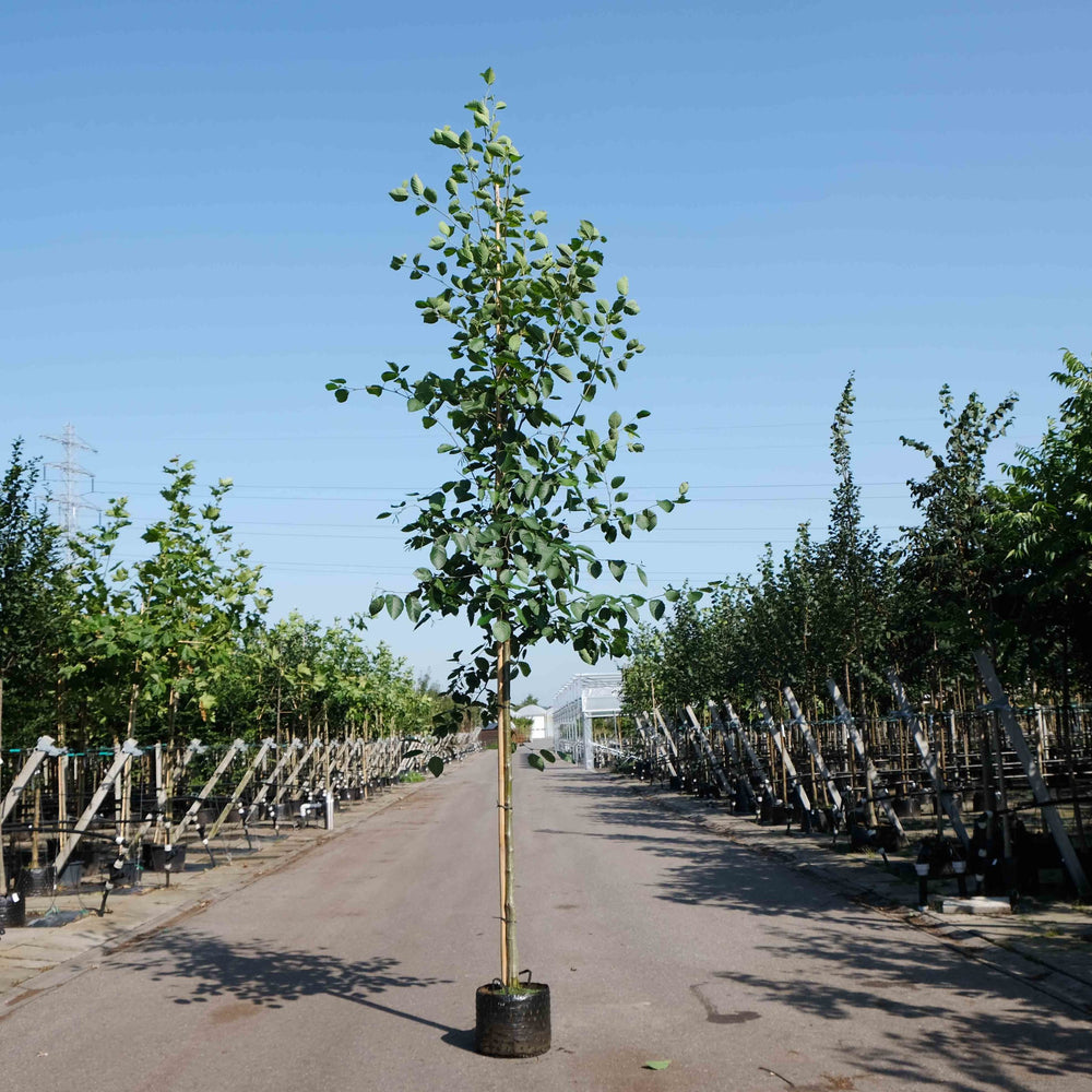 Elzenboom (Alnus cordata)