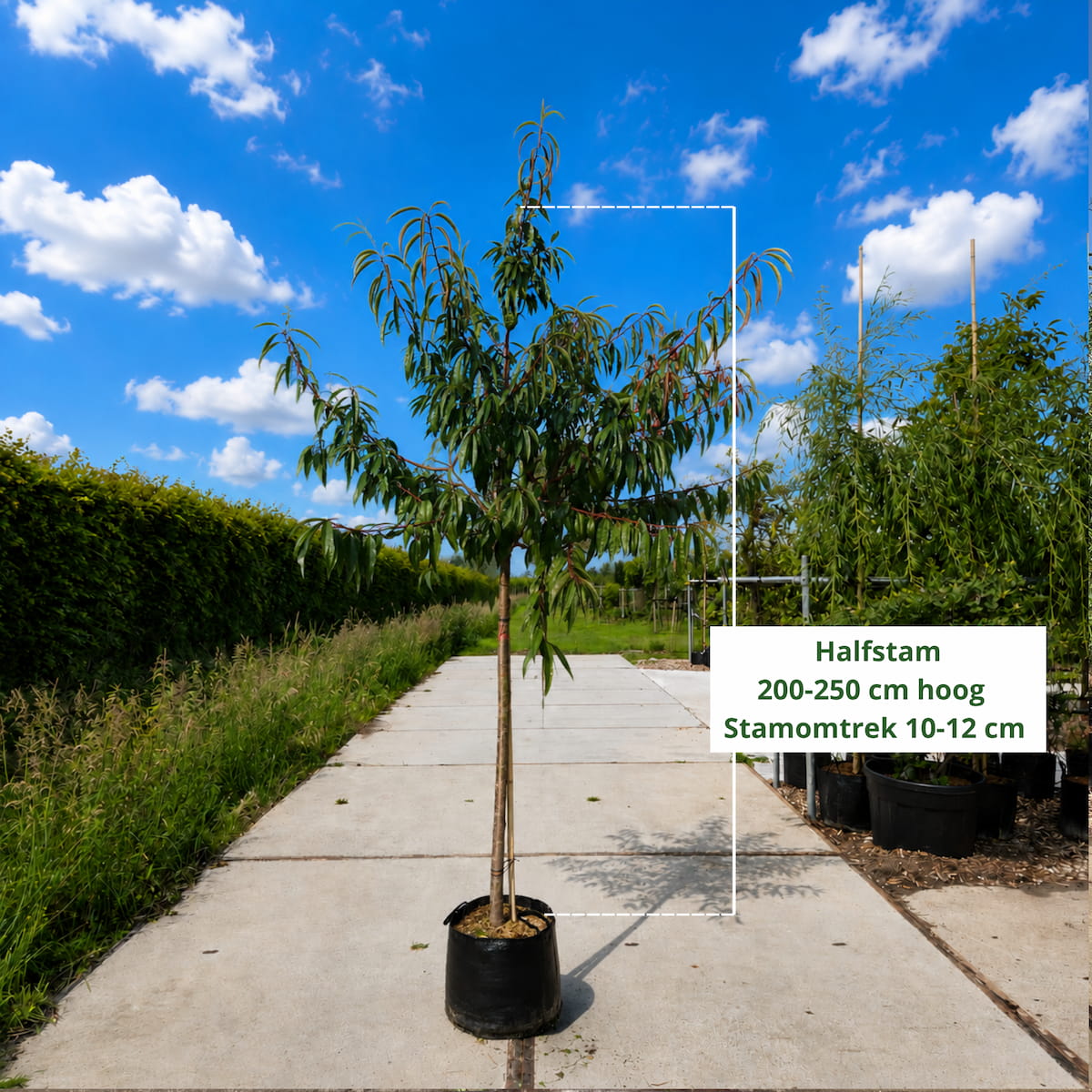 Amandelboom (Prunus Robijn)