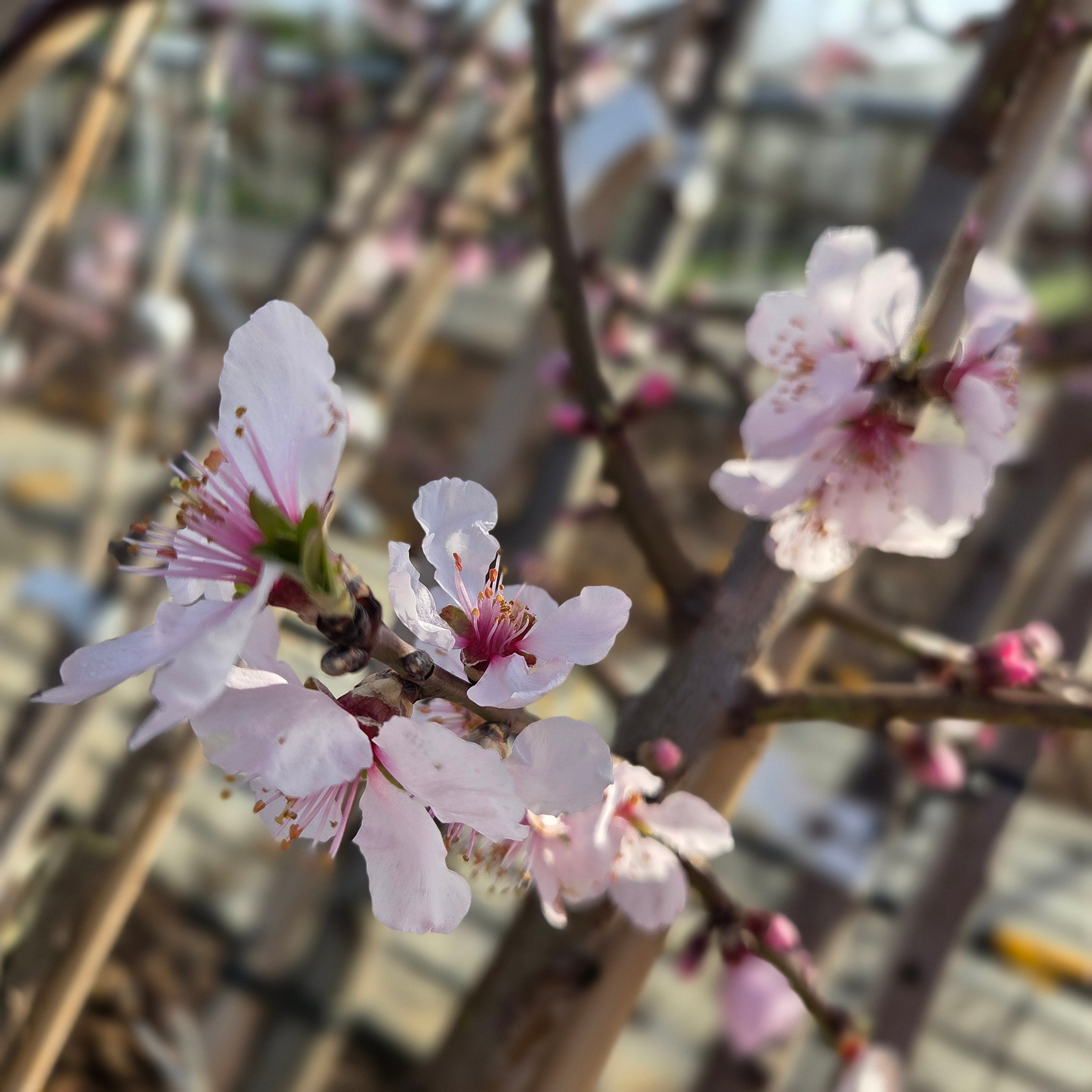 Amandelboom (Prunus Robijn)