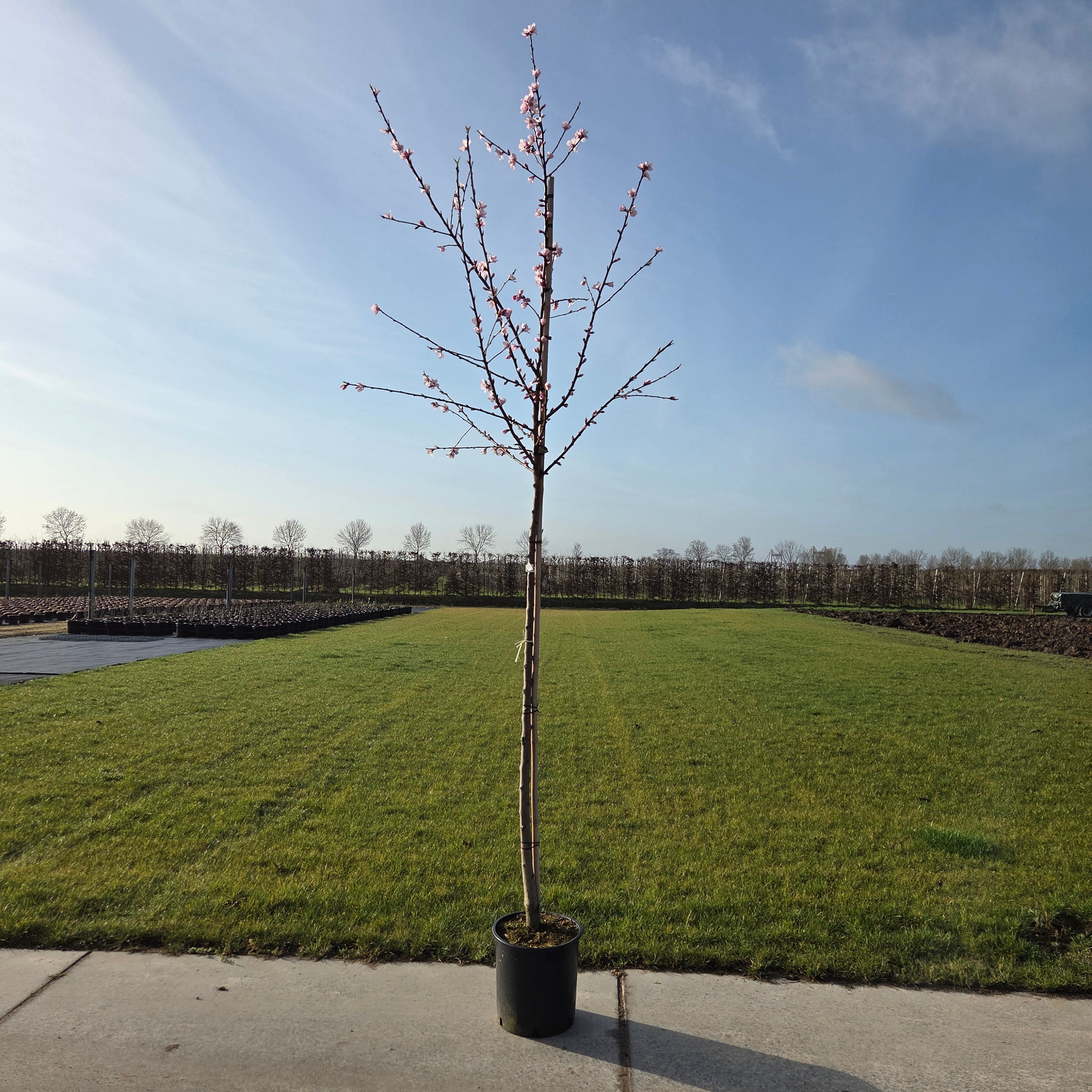 Amandelboom (Prunus Robijn)