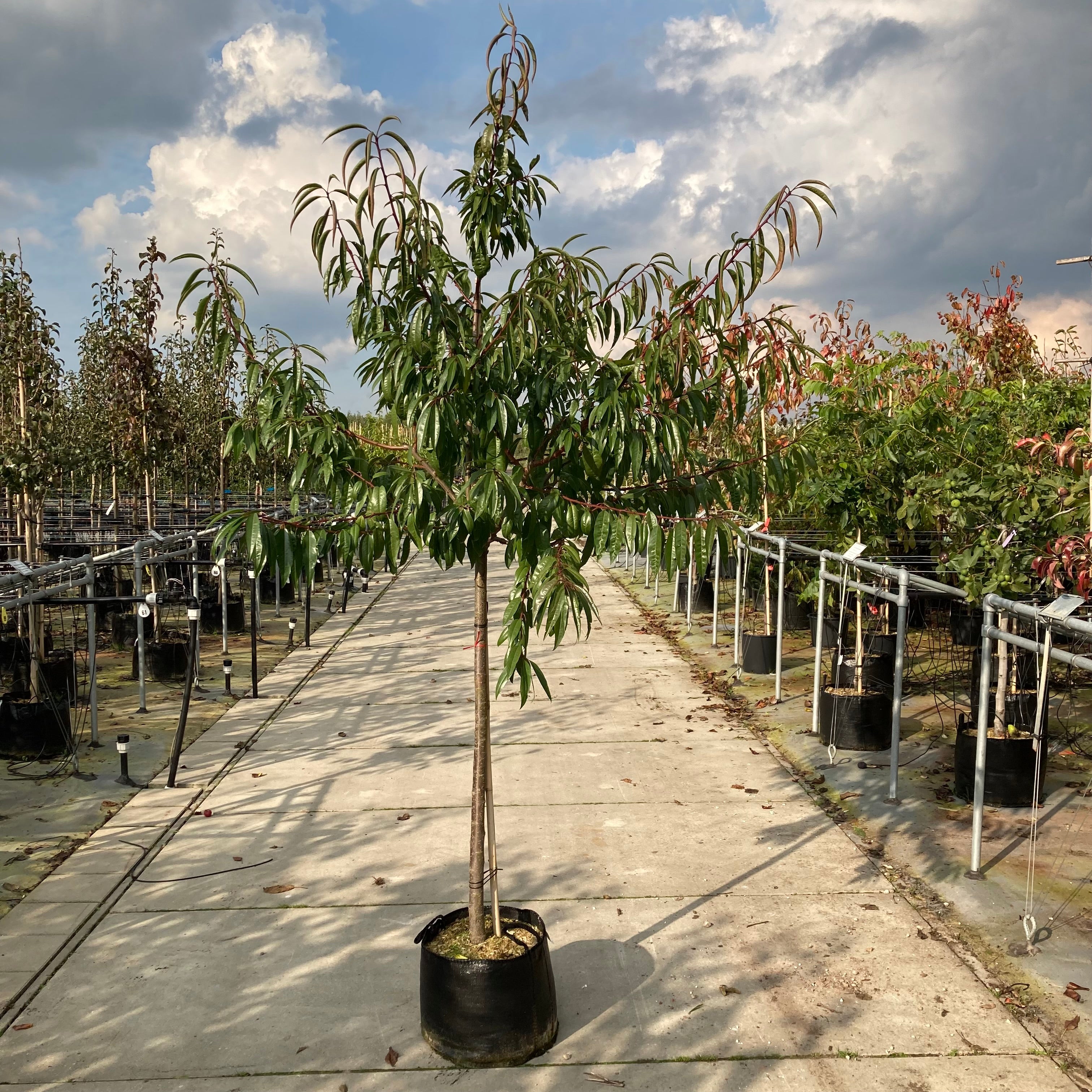 Amandelboom (Prunus Robijn)