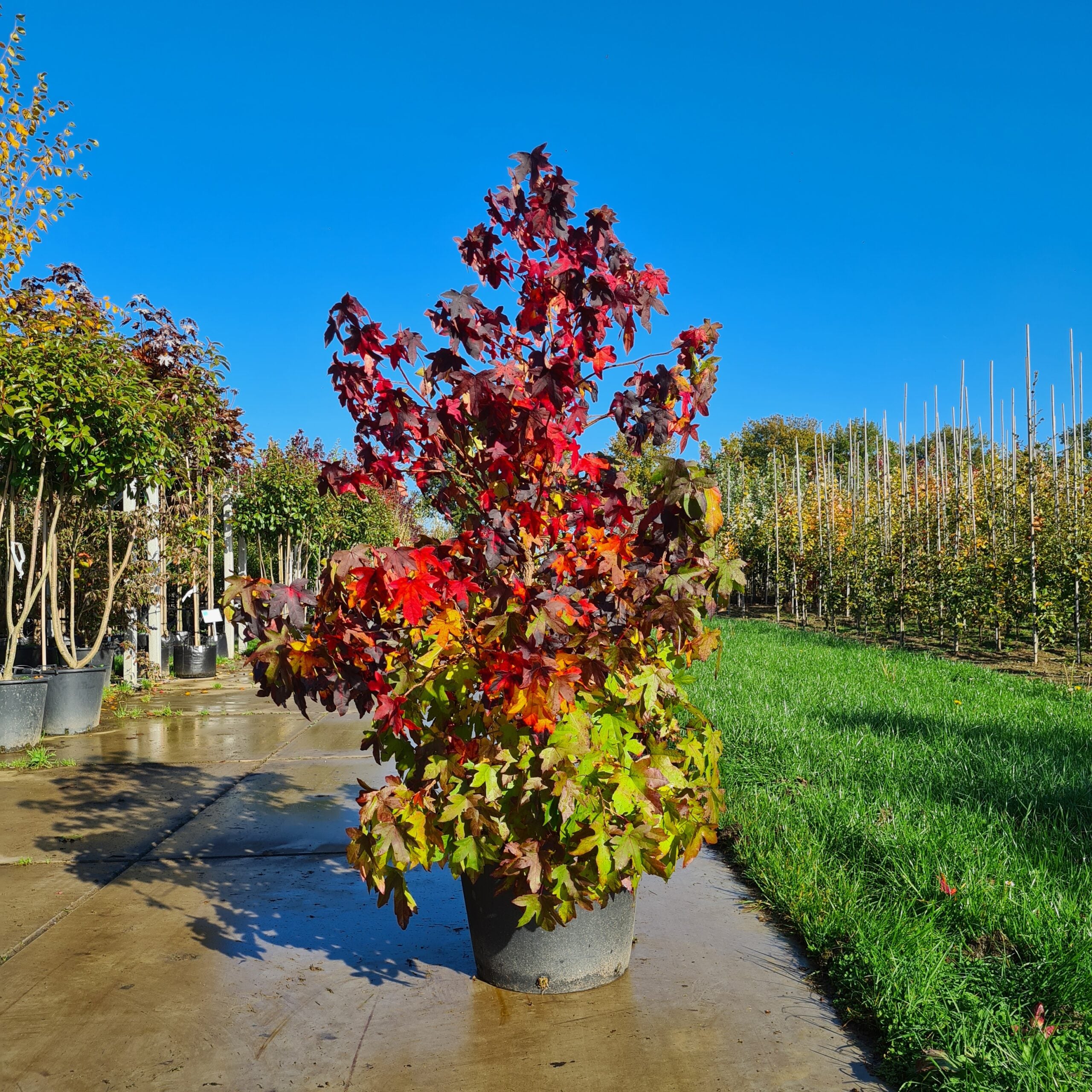 Amberboom meerstammig (Liquidambar styraciflua)