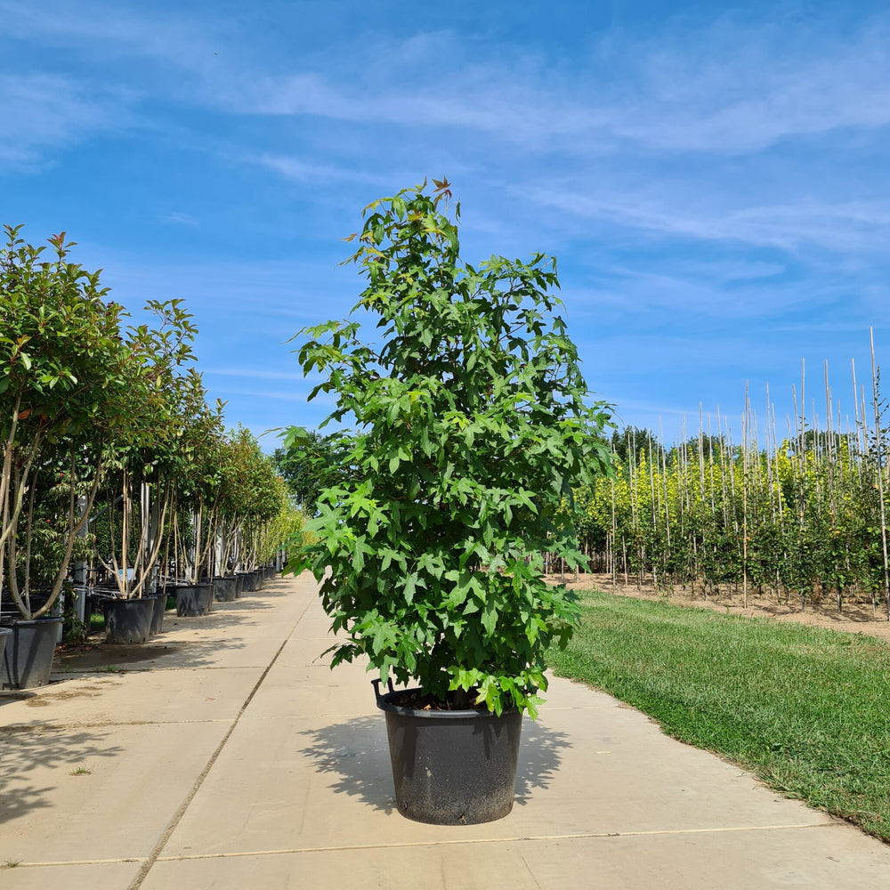 Amberboom meerstammig (Liquidambar styraciflua)