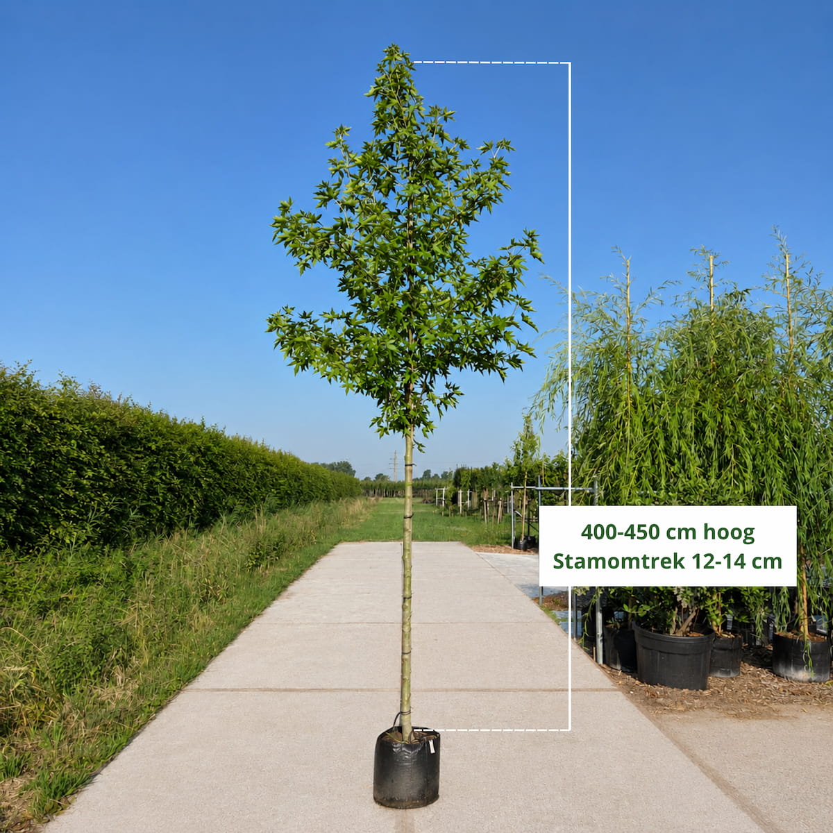 Amberboom Worplesdon