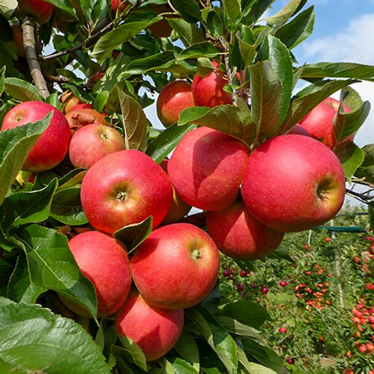 Elstar Appelboom (favoriet)