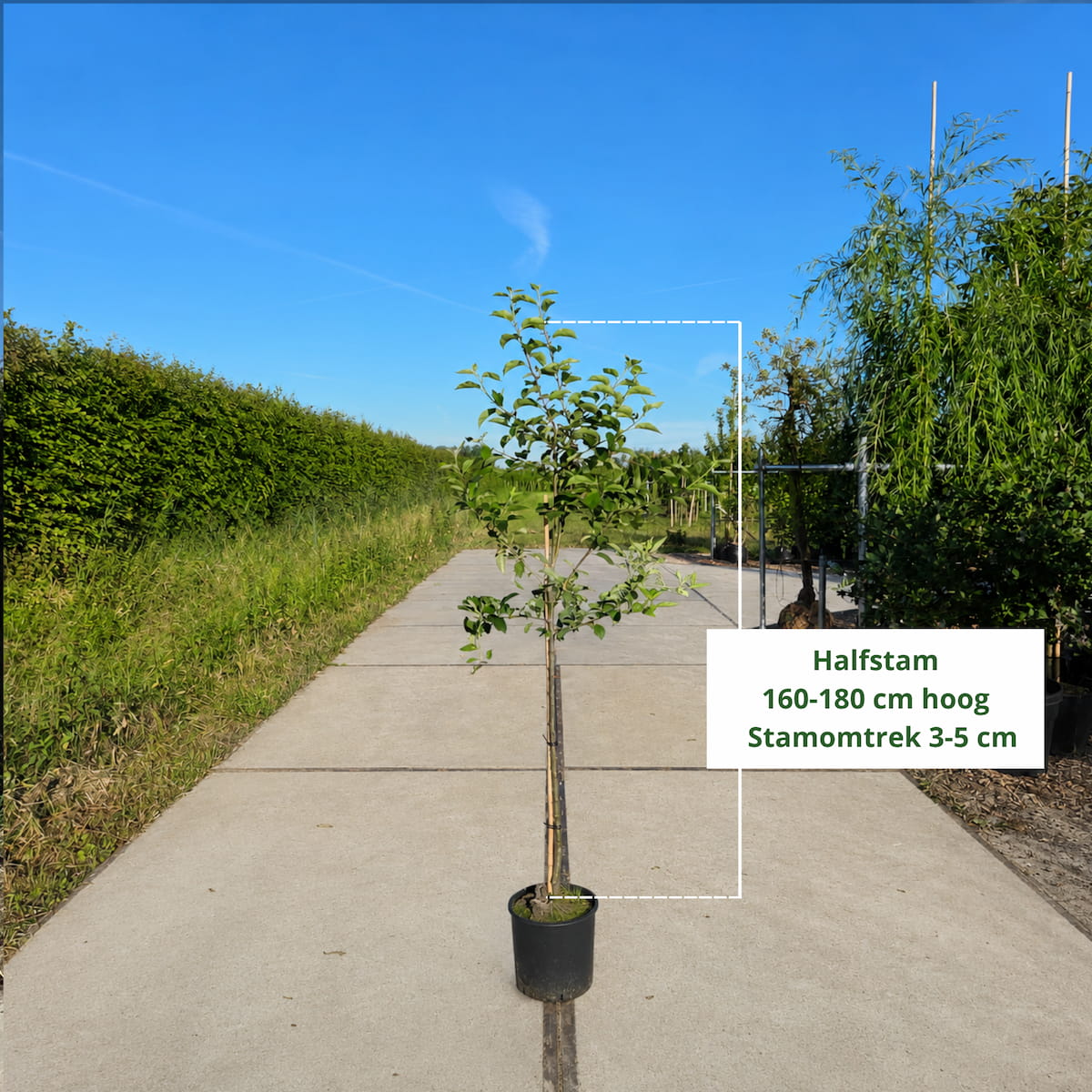 Elstar Appelboom (favoriet)