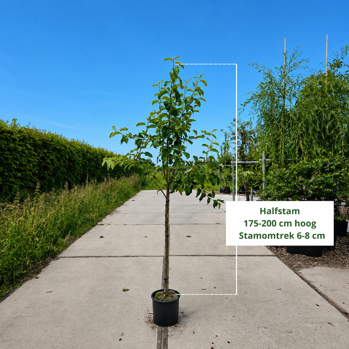Elstar Appelboom (favoriet)