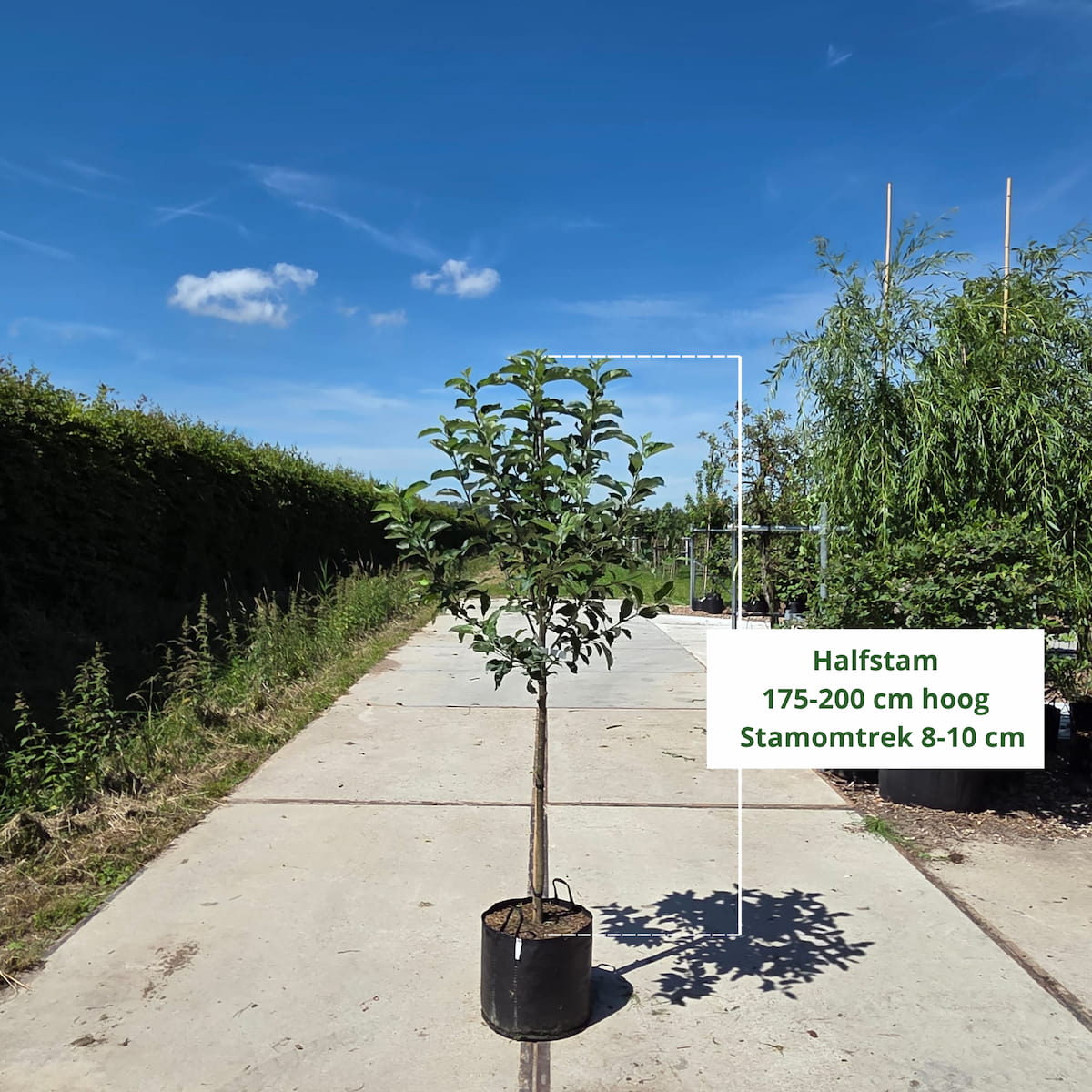 Elstar Appelboom (favoriet)